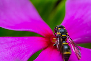 What to Do for a Wasp Sting and How to Treat