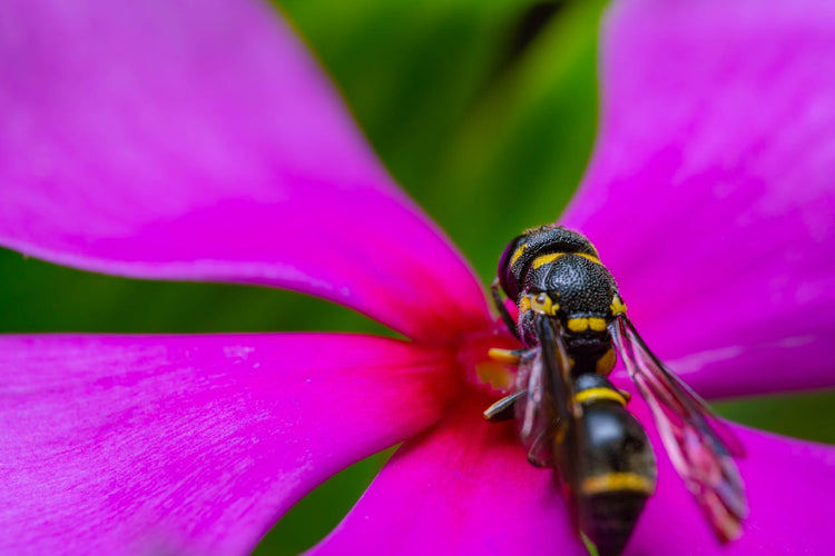 What to Do for a Wasp Sting and How to Treat